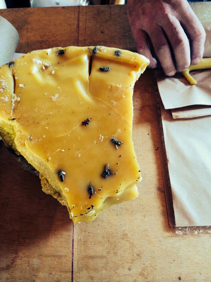 Cedar / Pair | Choice of Colors