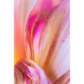 Abstract Dahlia | ABSTRACT SERIES