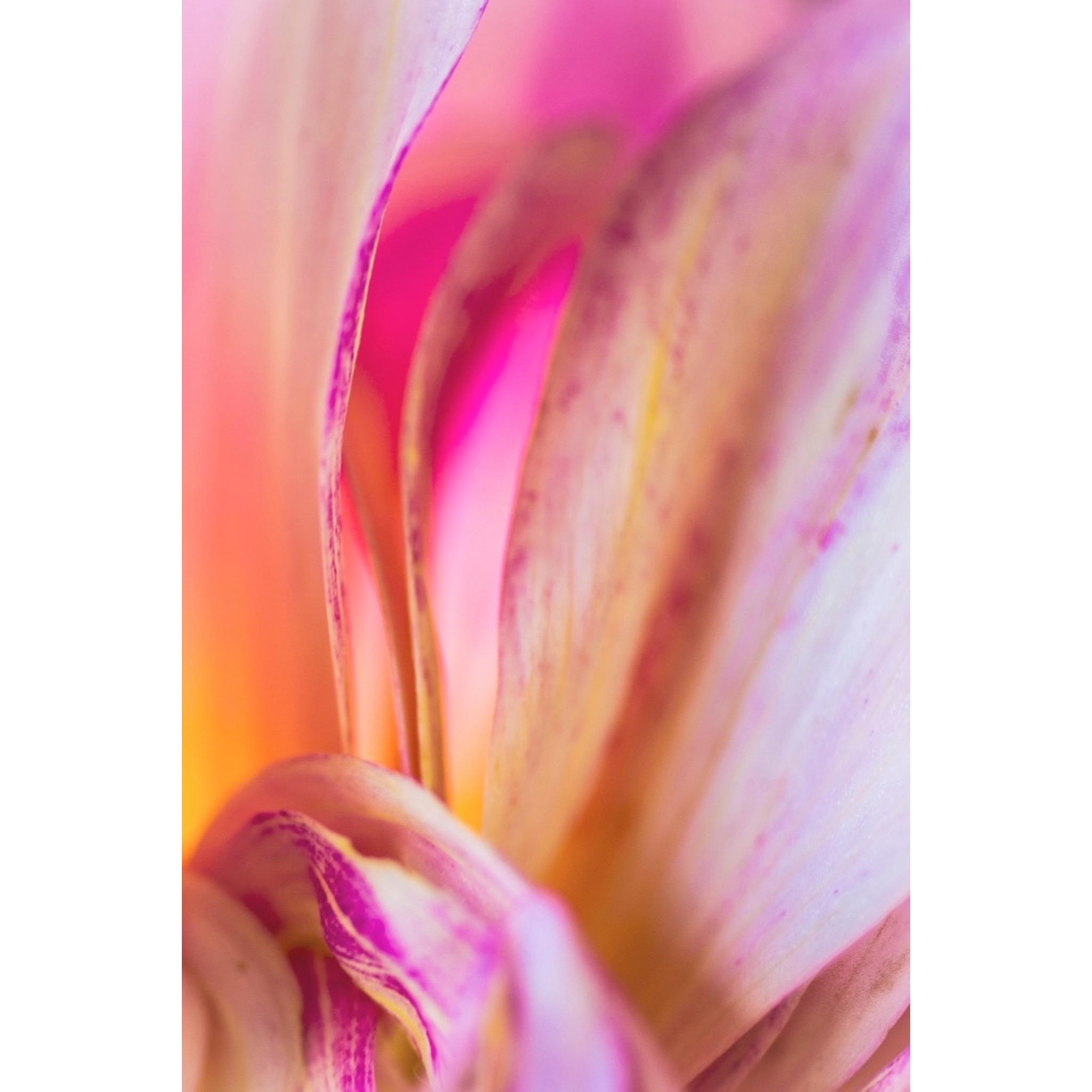 Abstract Dahlia | ABSTRACT SERIES