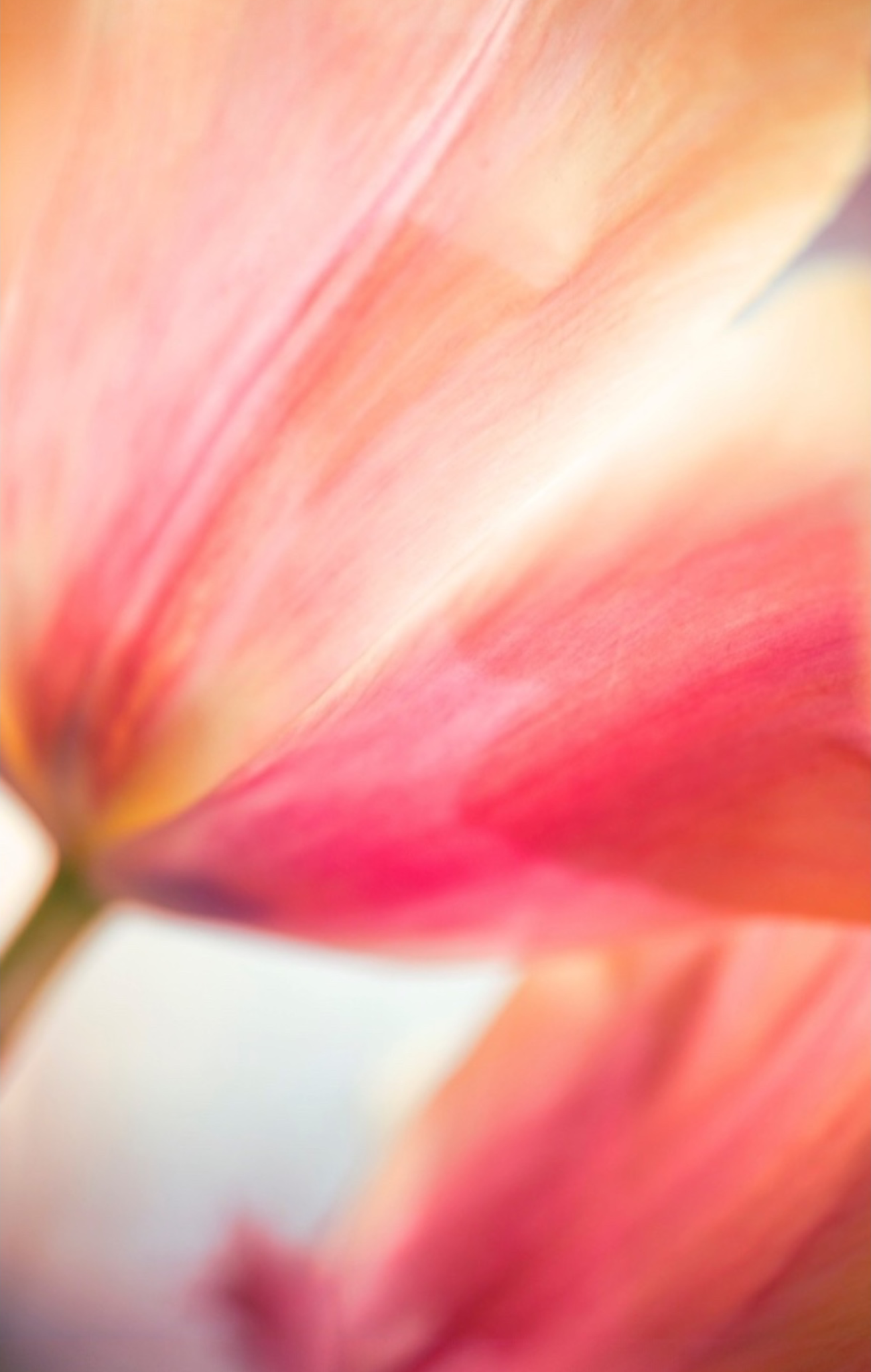 Abstract Tulip | ABSTRACT SERIES