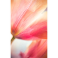 Abstract Tulip | ABSTRACT SERIES