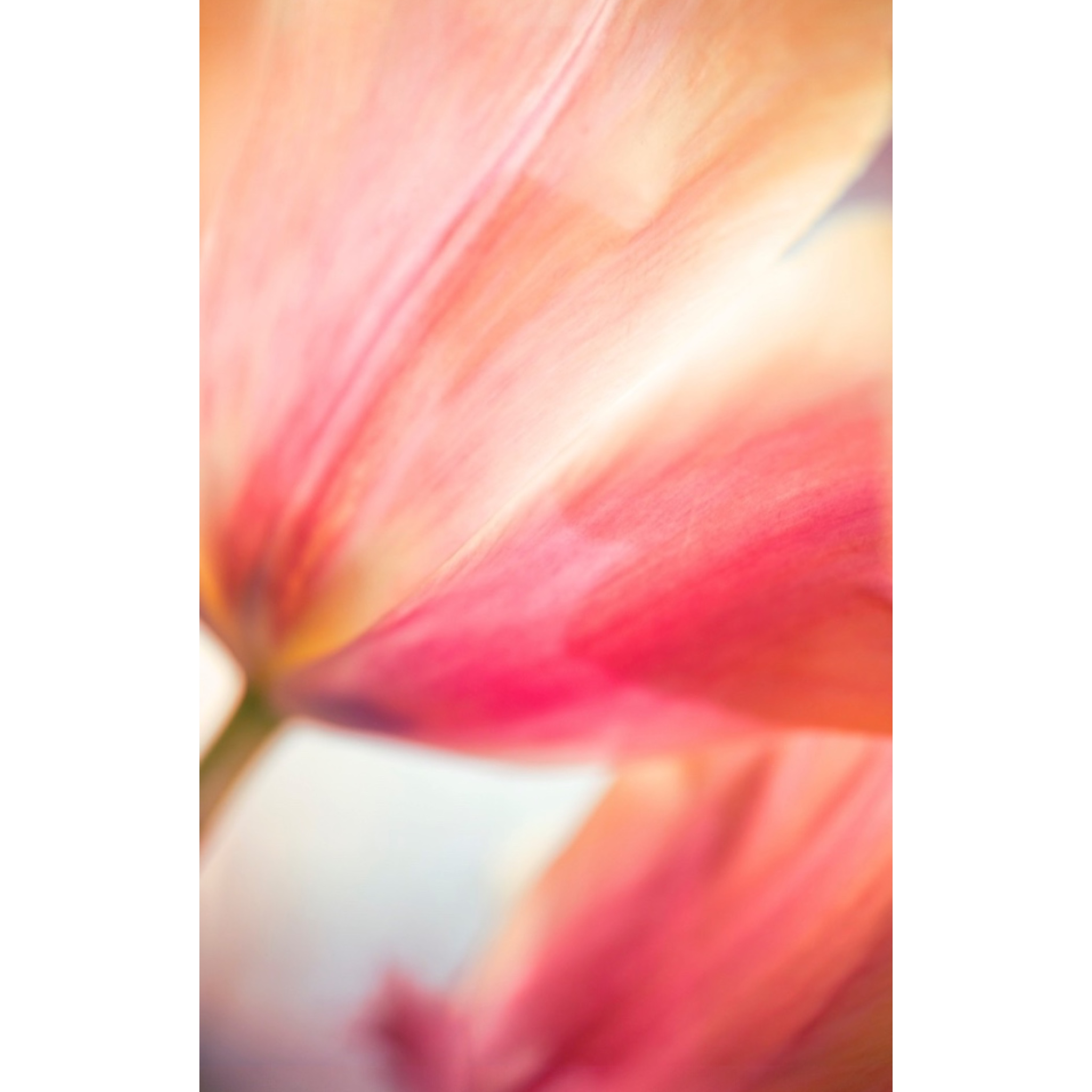 Abstract Tulip | ABSTRACT SERIES