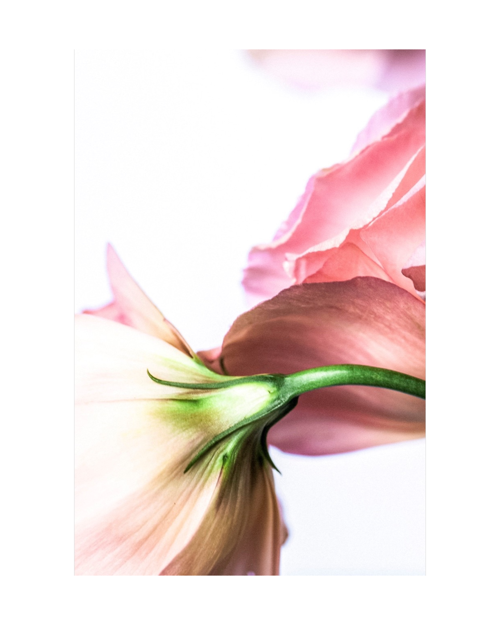 Ballet | ABSTRACT SERIES