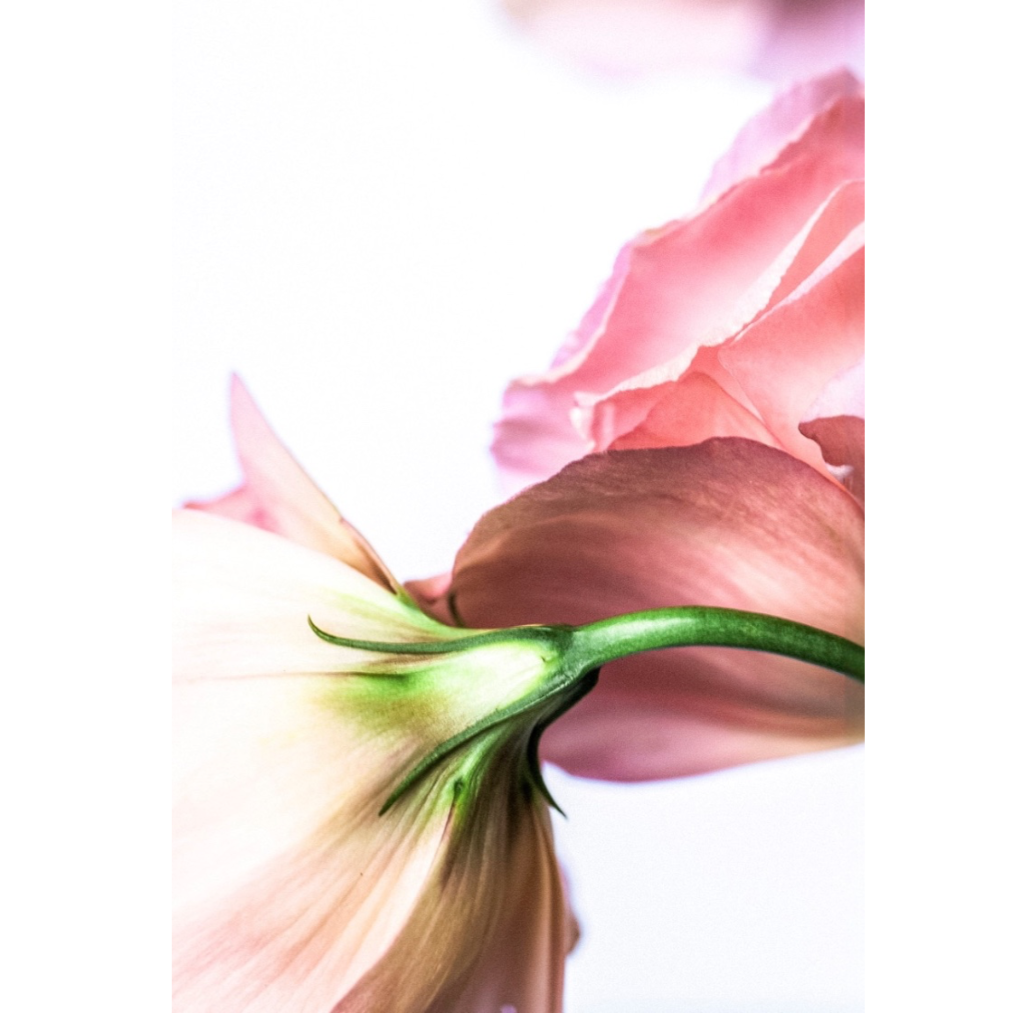 Ballet | ABSTRACT SERIES