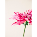 Dahlia Wind | PRINT