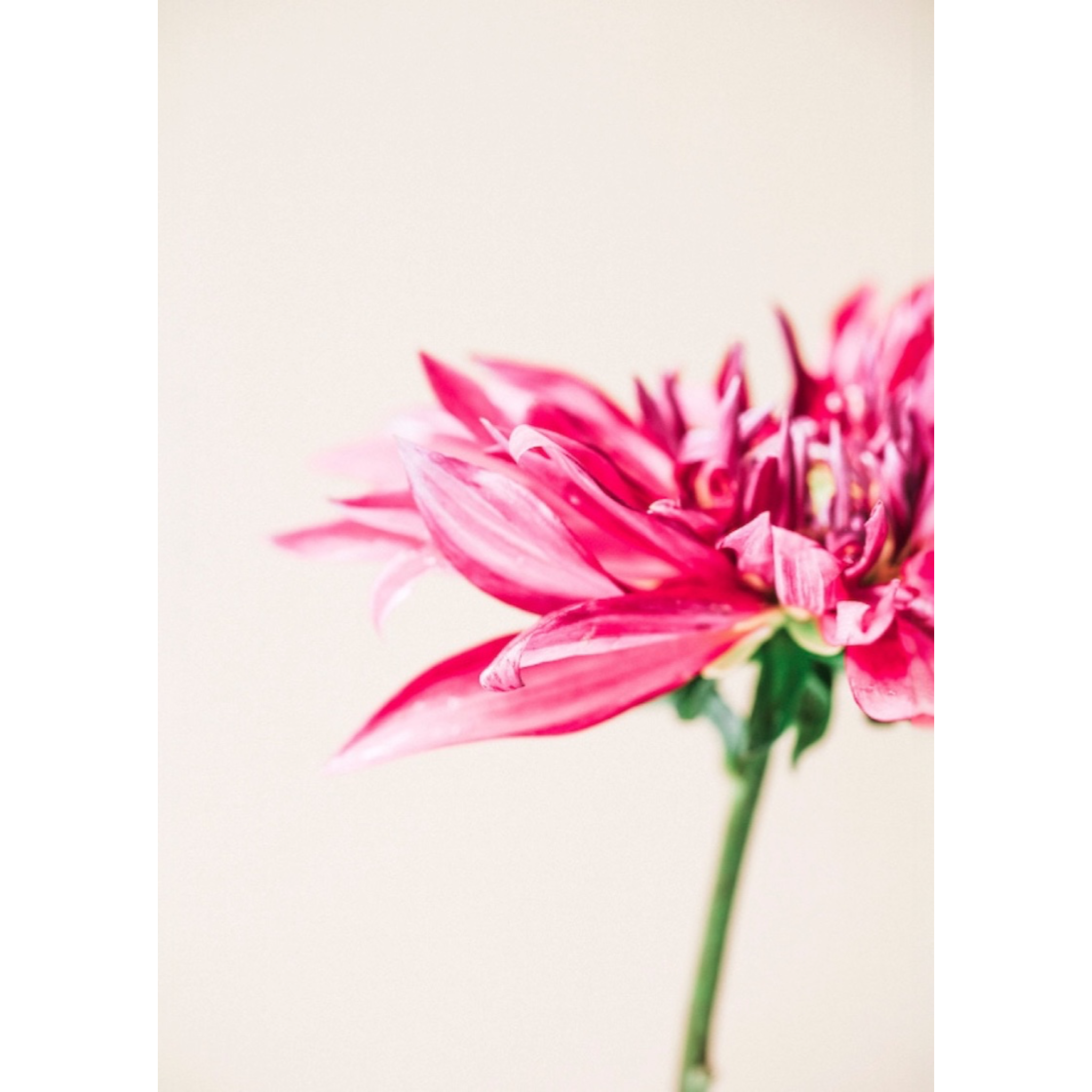 Dahlia Wind | PRINT