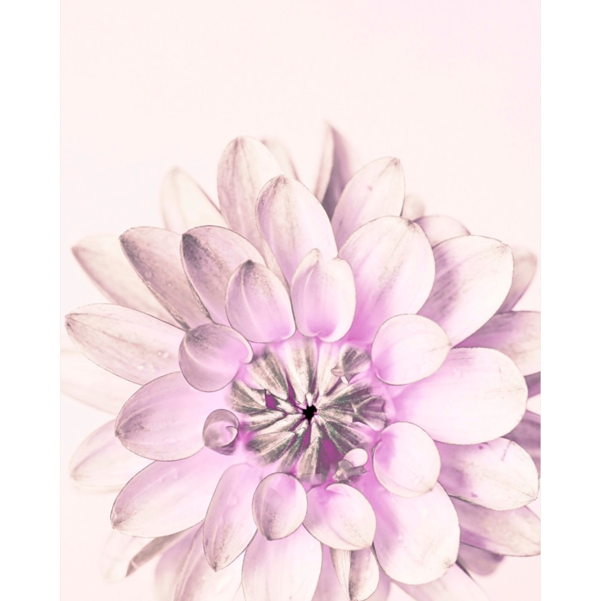 Dayglo Dinnerplate | STEM SERIES