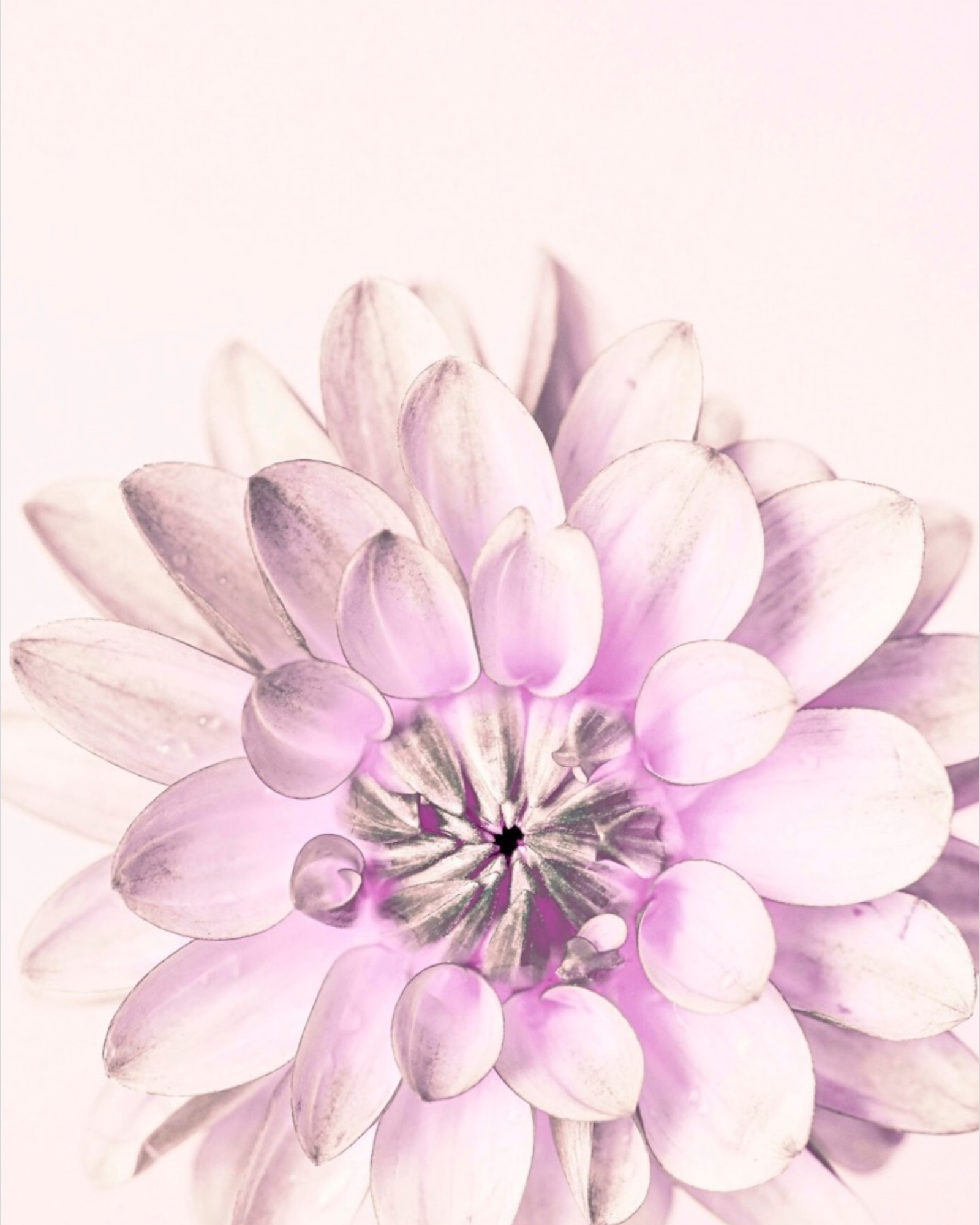 Dayglo Dinnerplate | PRINT