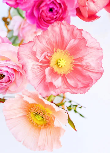 Botanical Notecard | Frilly