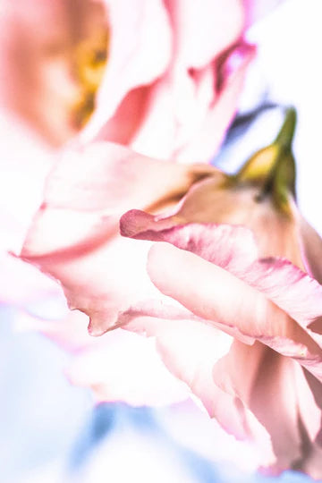 Botanical Notecard | Gentle Petals