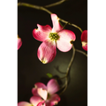Harbinger | PRINT