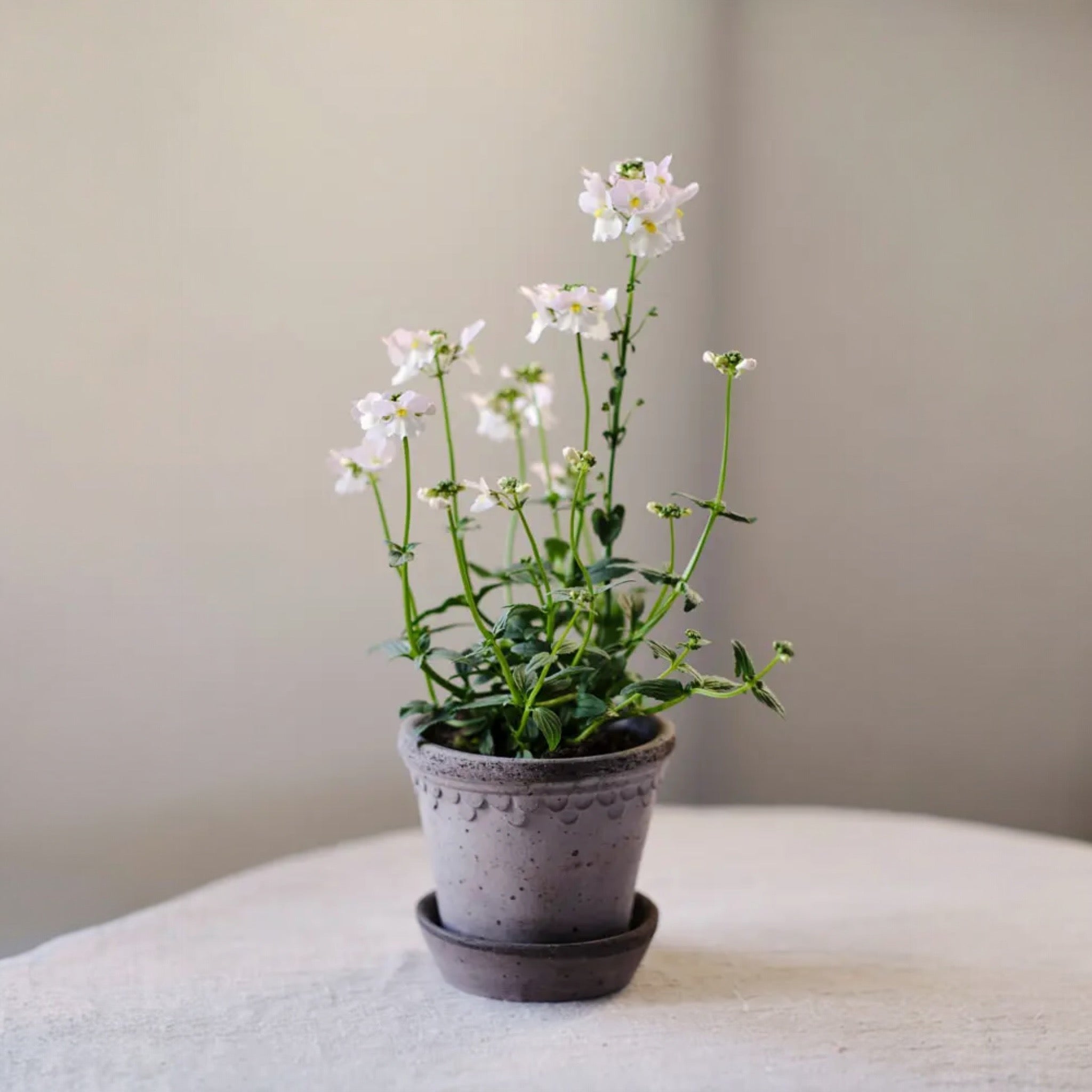 Castle 14 Nordic Grey Pot