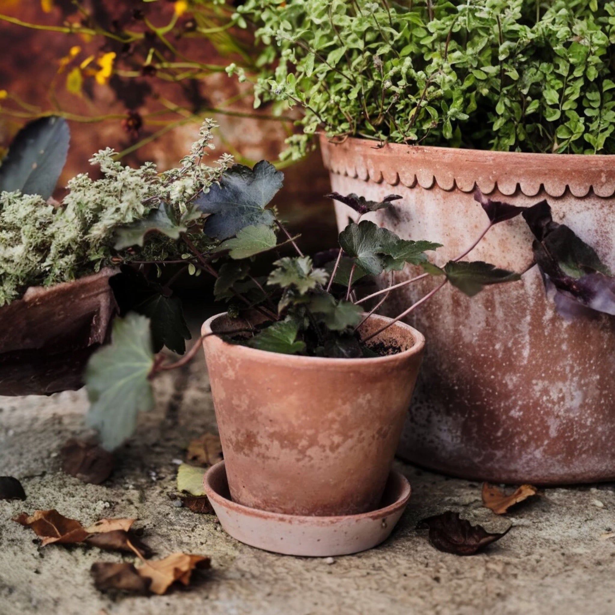 Julie 14 Rosa Pot + Saucer