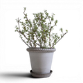 Emilia 16 Nordic Grey Pot + Saucer