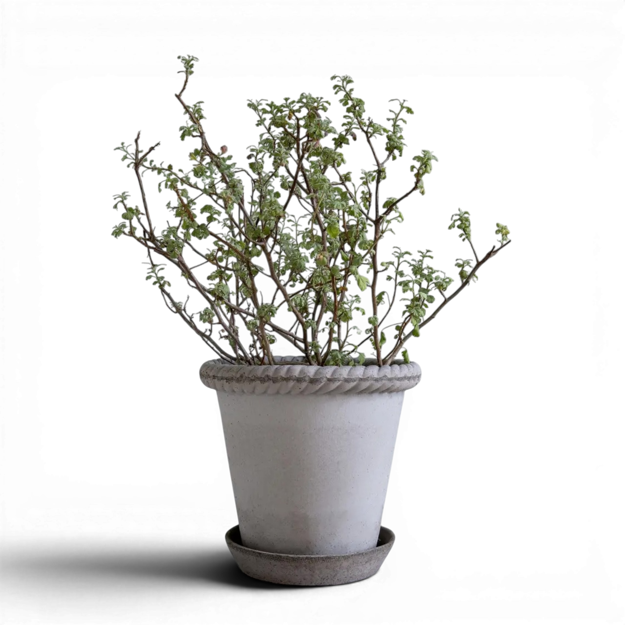Emilia 16 Nordic Grey Pot + Saucer