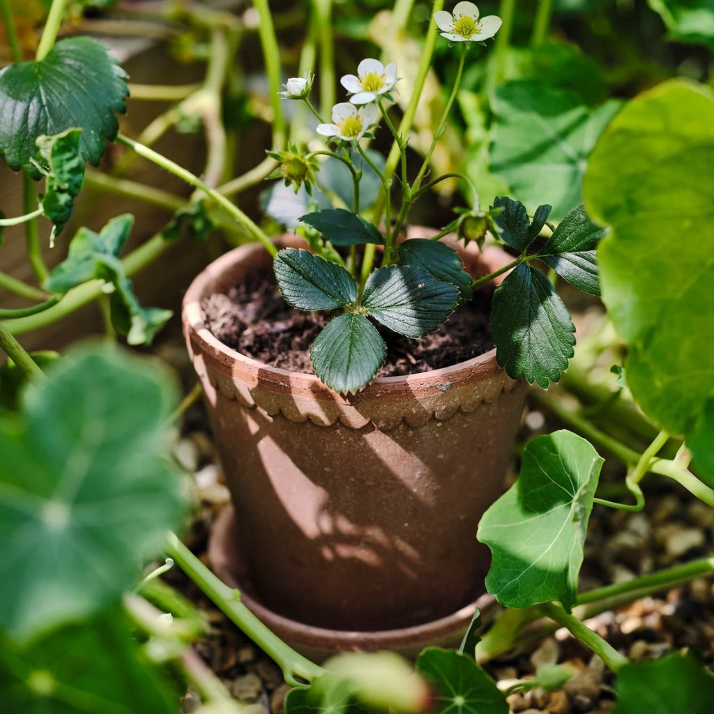 Helena 10 Rosa Pot + Saucer