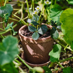 Helena 10 Rosa Pot + Saucer