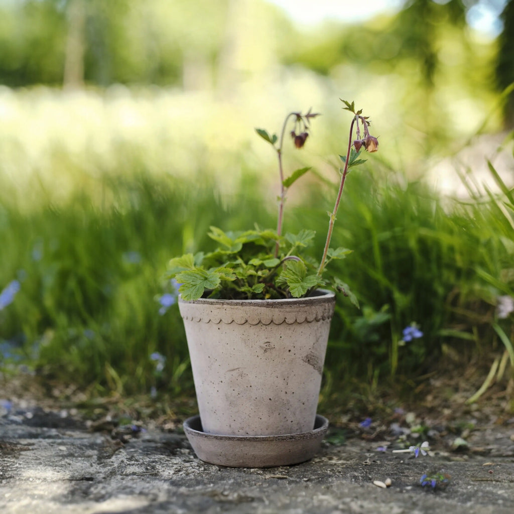 Helena 8 1/2 Nordic Grey Pot + Saucer