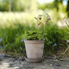 Helena 8 1/2 Nordic Grey Pot + Saucer