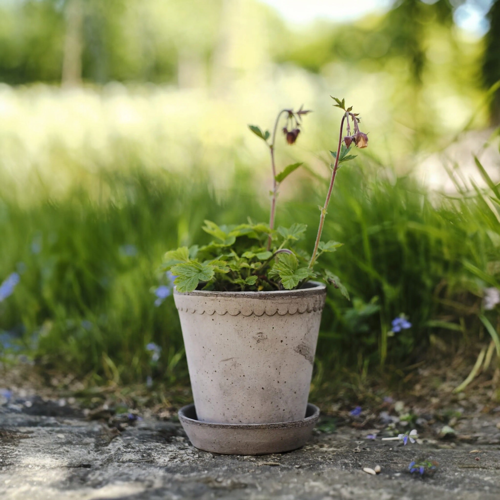 Helena 8 1/2 Nordic Grey Pot + Saucer