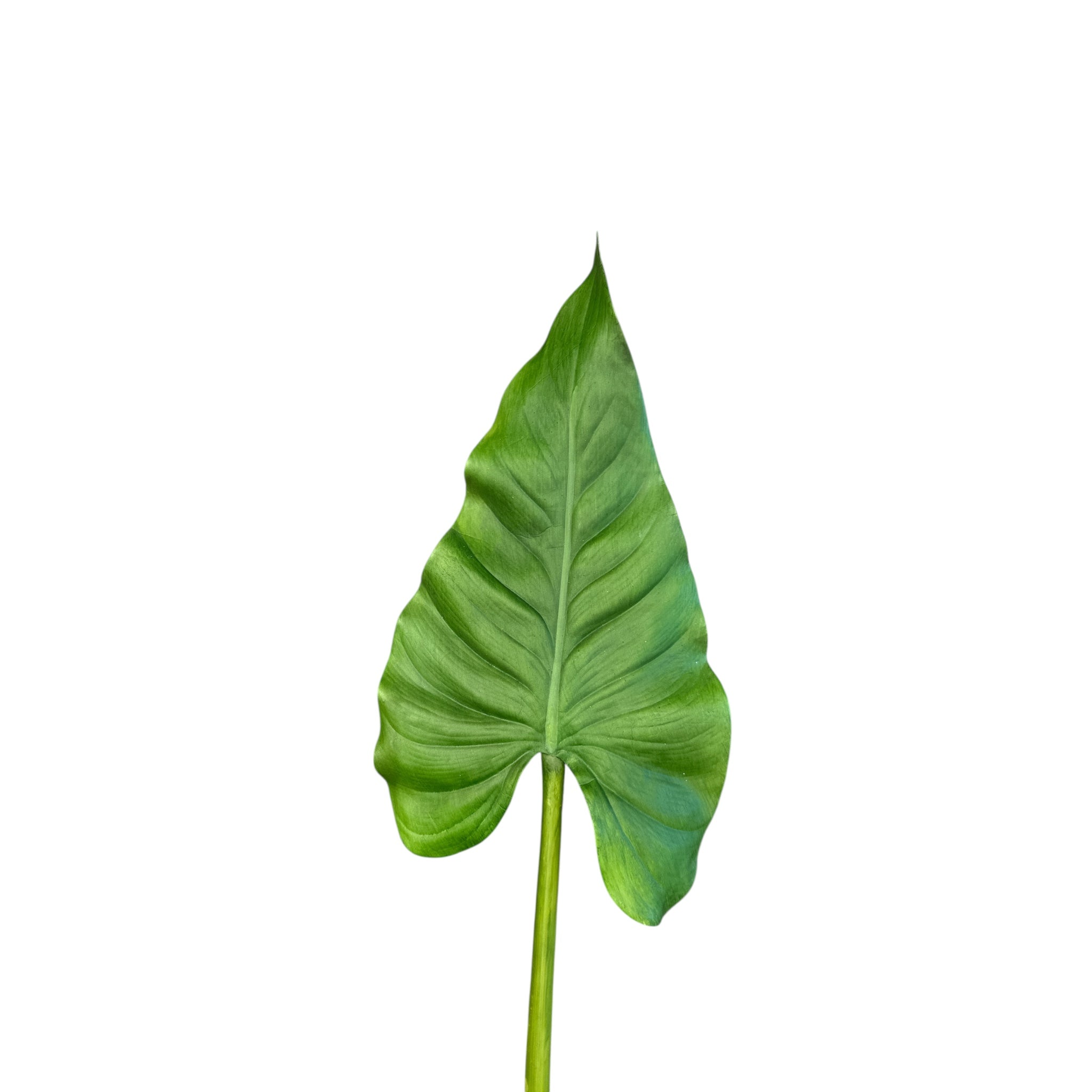 Premium Faux Elephant Ear Leaf Stems I Two Sizes