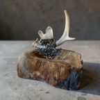 Petrified Wood Relic Bowl