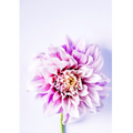 Pinwheel | PRINT