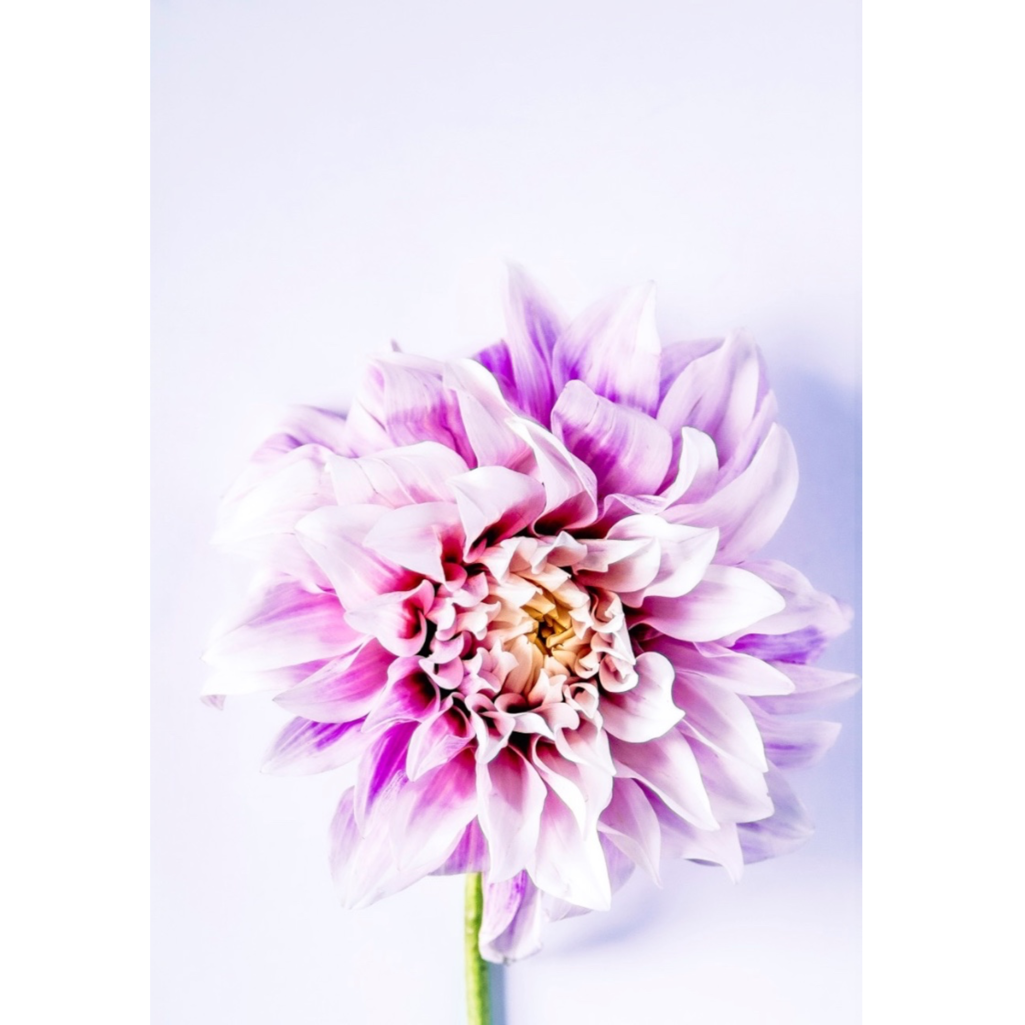 Pinwheel | PRINT