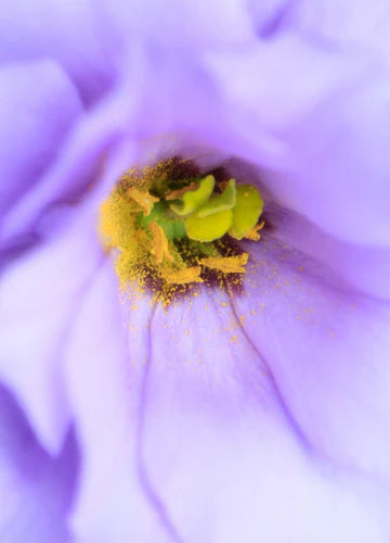 Botanical Notecard | Purple Dream