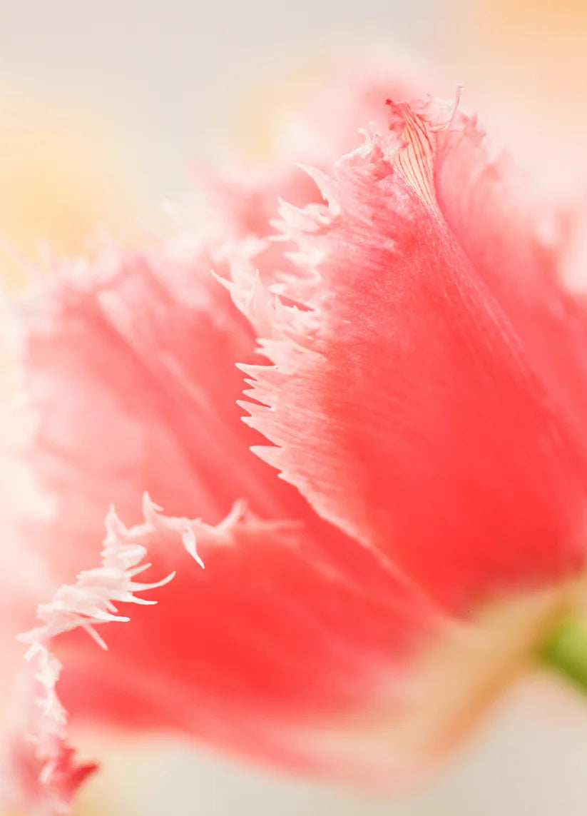 Botanical Notecard | Spike