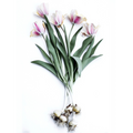 Tulip Story | Large Framed Print