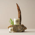 Walk In the Woods Lotion Candles + Diffuser