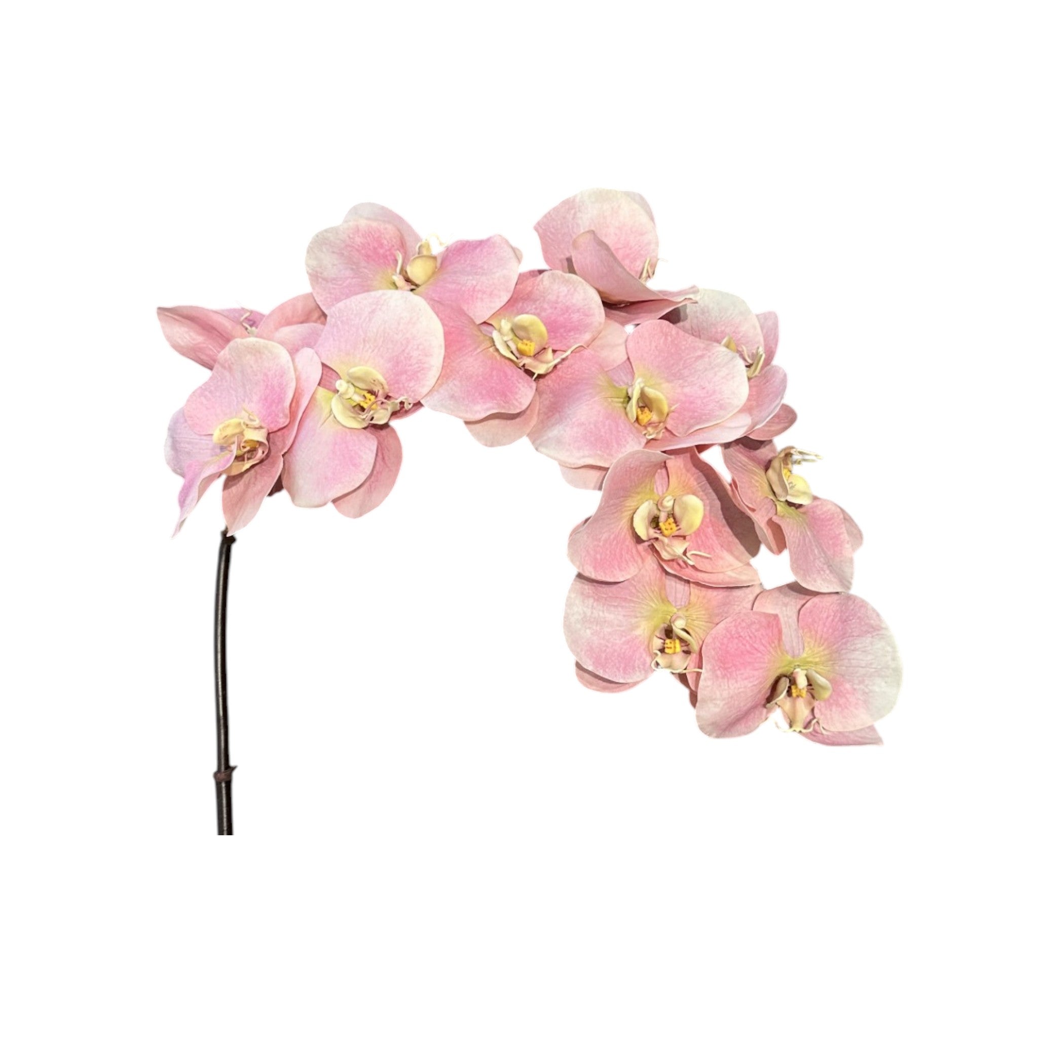 Faux Blush Phalaenopsis Orchid Stem 42"